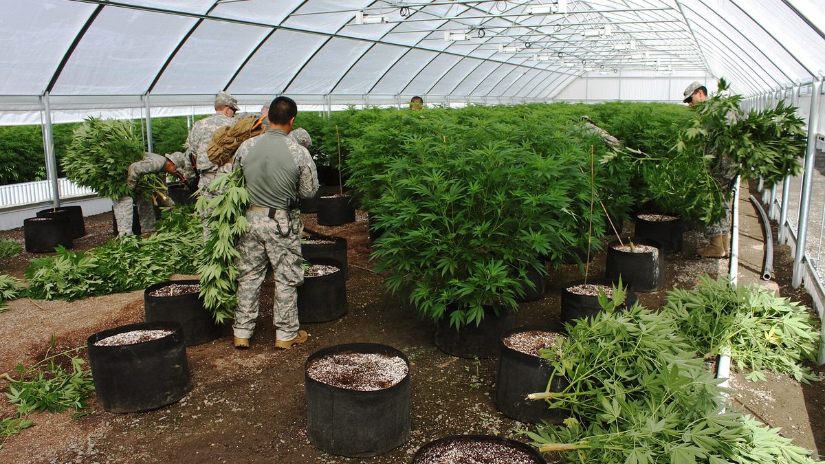 Task force members cutting down marijuana plants at an illicit grow site